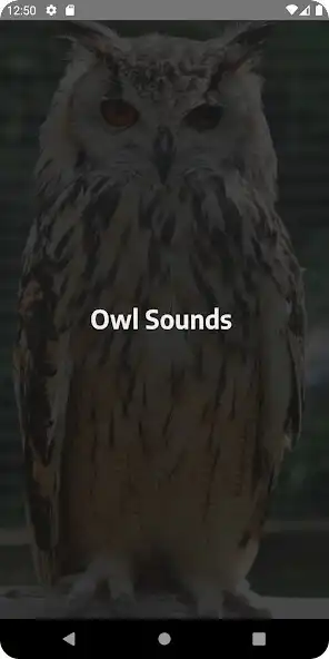 Play Owl Sounds At Night as an online game online Owl Sounds At Night with UptoPlay Play Owl Sounds At Night as an online game Owl Sounds At Night with UptoPlay