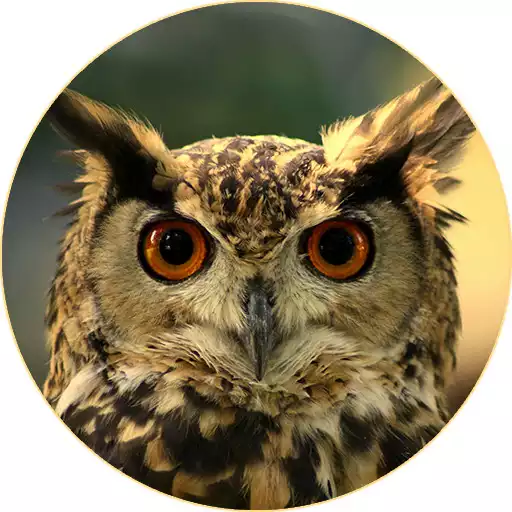 Free play online Owl Sounds APK