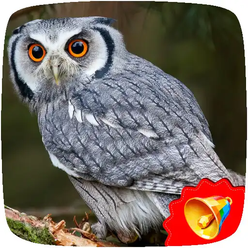 Play Owl sounds APK Play Owl sounds APK