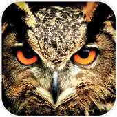 Free play online Owls Wallpaper APK