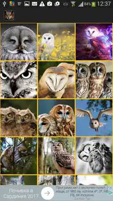 Play Owls Wallpaper