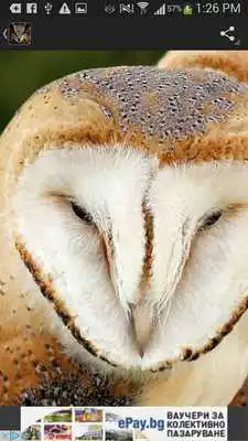 Play Owls Wallpaper