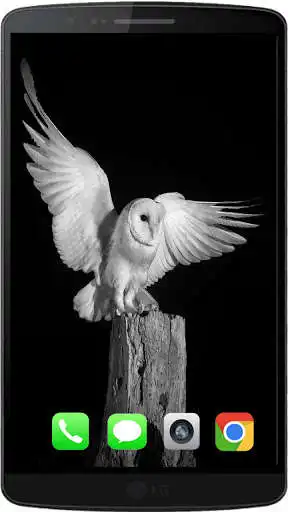 Play Owl The Best HD Walpaper 2021  and enjoy Owl The Best HD Walpaper 2021 with UptoPlay