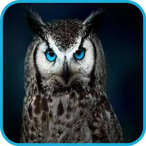 Play Owl Wallpaper 2 APK Play Owl Wallpaper 2 APK