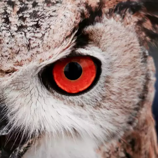 Play Owl Wallpaper APK Play Owl Wallpaper APK