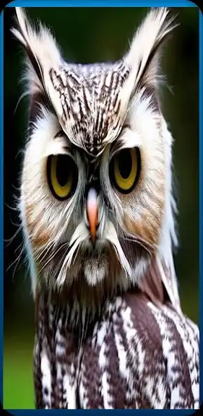 Play Owl Wallpapers 4K as an online game Owl Wallpapers 4K with UptoPlay