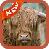 Free play online Ox Wallpaper APK