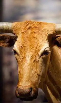 Play Ox Wallpaper Play Ox Wallpaper