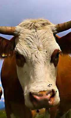 Play Ox Wallpaper Play Ox Wallpaper