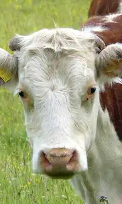 Play Ox Wallpaper Play Ox Wallpaper