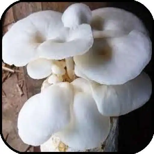 Run free android online Oyster Mushroom Cultivation APK