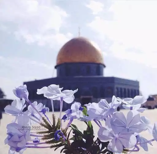 Play palestine wallpaper 2021 as an online game palestine wallpaper 2021 with UptoPlay