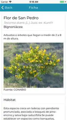 Play Paleta Vegetal