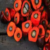 Free play online Palm Oil For Health APK Free play online Palm Oil For Health APK