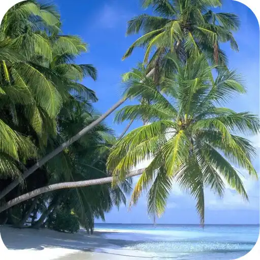 Play Palm Tree HD Wallpaper APK Play Palm Tree HD Wallpaper APK