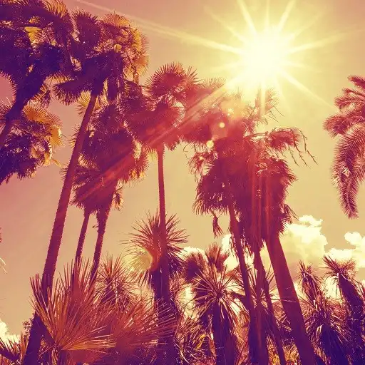 Play Palm Tree Wallpaper HD - collection 1 APK Play Palm Tree Wallpaper HD - collection 1 APK