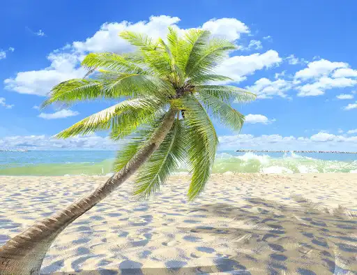 Play Palm Tree Wallpaper HD - collection 1  and enjoy Palm Tree Wallpaper HD - collection 1 with UptoPlay