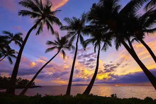 Play Palm Tree Wallpaper HD - collection 1 as an online game Palm Tree Wallpaper HD - collection 1 with UptoPlay