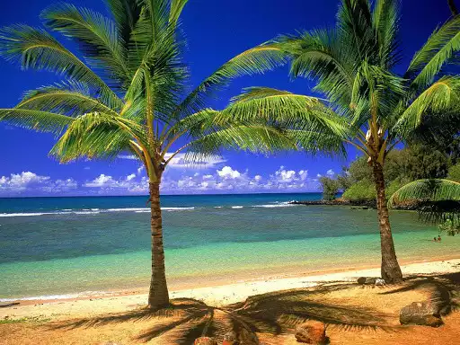 Play palm Tree wallpaper