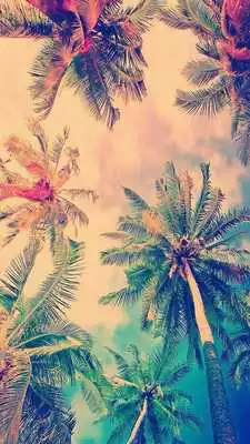 Play palm Tree wallpaper