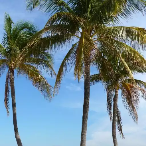 Play Palm Tree Wallpapers APK Play Palm Tree Wallpapers APK
