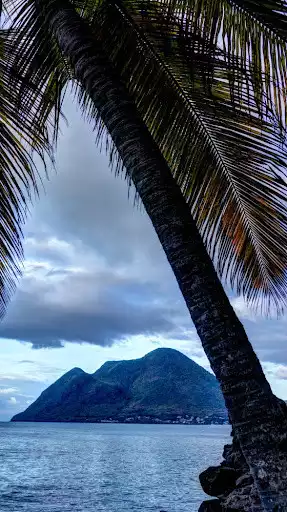Play Palm Tree Wallpapers  and enjoy Palm Tree Wallpapers with UptoPlay