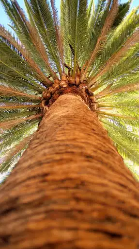 Play Palm Tree Wallpapers as an online game Palm Tree Wallpapers with UptoPlay