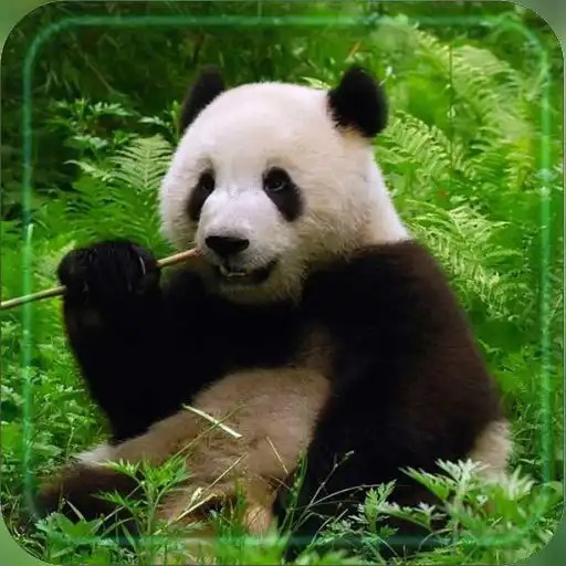 Play Panda Bear live wallpaper APK Play Panda Bear live wallpaper APK