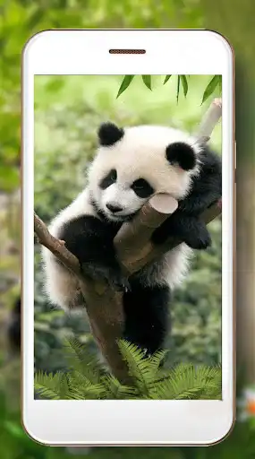 Play Panda Bear live wallpaper as an online game Panda Bear live wallpaper with UptoPlay