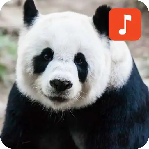 Play Panda Bear Sound Effects APK Play Panda Bear Sound Effects APK