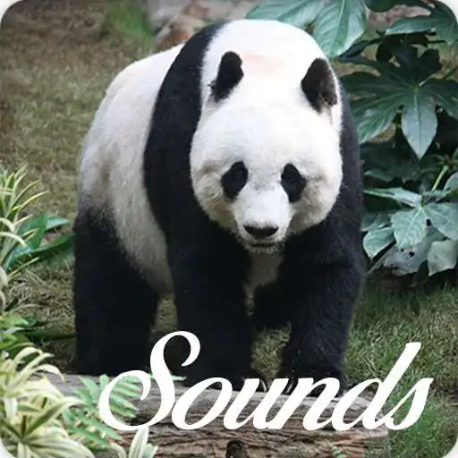Play Panda Bear Sounds and Ringtone Audio APK