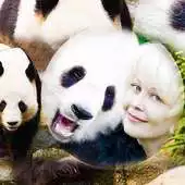 Free play online Panda Frames For Pictures APK