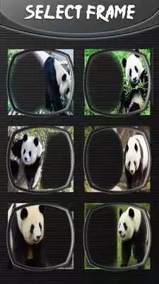 Play Panda Frames For Pictures