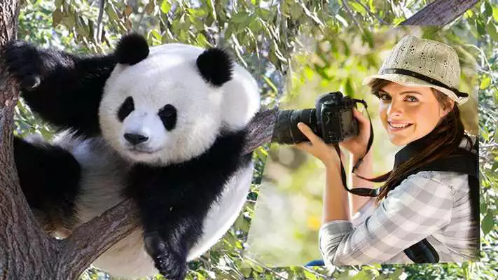 Play Panda Frames For Pictures