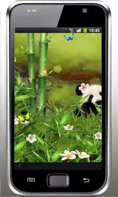 Play Panda Funny live wallpaper Play Panda Funny live wallpaper