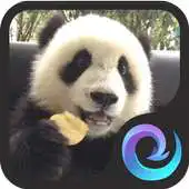 Free play online Panda Funny Videos - watch panda with one tap APK