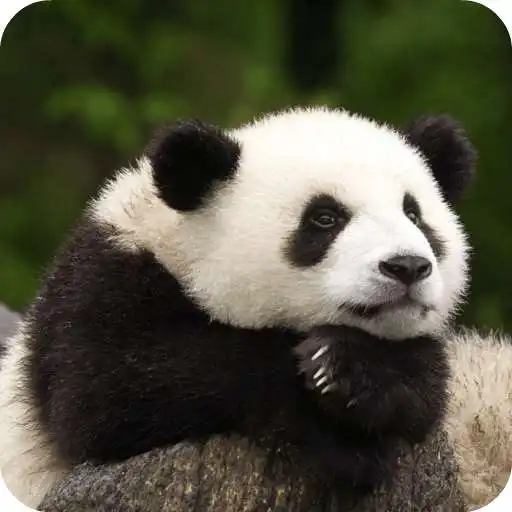 Free play online Panda Live Wallpaper HD APK