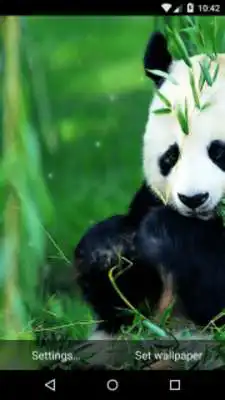 Play Panda Live Wallpaper HD
