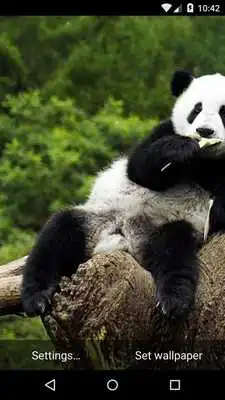 Play Panda Live Wallpaper HD