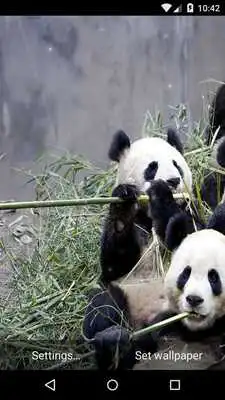 Play Panda Live Wallpaper HD