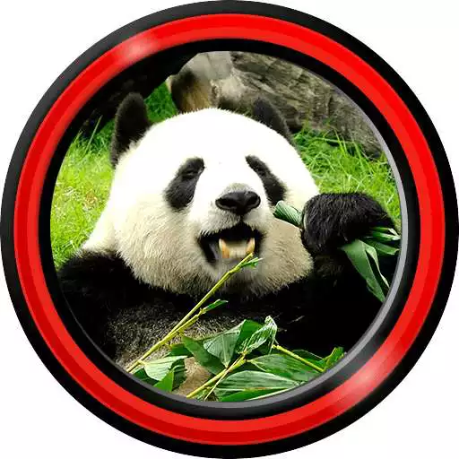 Free play online Panda Live Wallpapers APK Free play online Panda Live Wallpapers APK