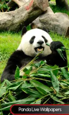 Play Panda Live Wallpapers