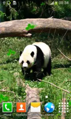 Play Panda Live Wallpapers