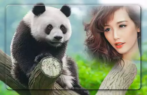 Play Panda Photo Frames