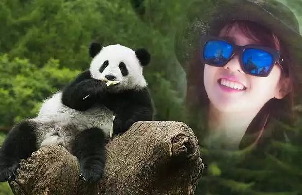 Play Panda Photo Frames