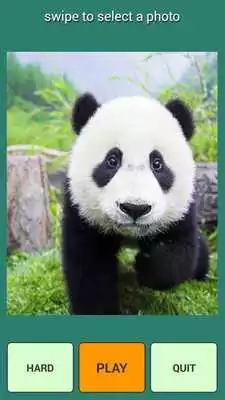 Play Panda Puzzle