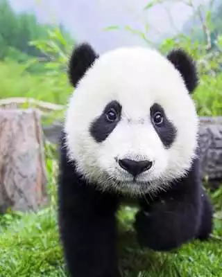 Play Panda Puzzle