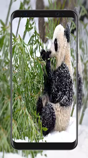 Play Panda Wallpapers  and enjoy Panda Wallpapers with UptoPlay