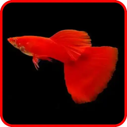 Play Panduan Budidaya Ikan Guppy APK