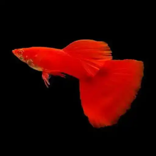 Play Panduan Budidaya Ikan Guppy  and enjoy Panduan Budidaya Ikan Guppy with UptoPlay